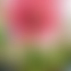 Amaryllis Care-- Play, Eat, Sleep