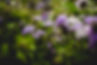 Schell Farms Garden-17.jpg