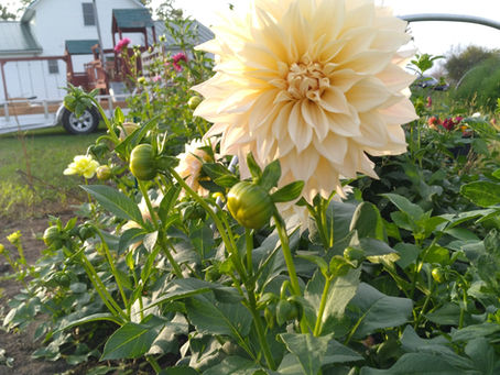 Top Four Cut Flower Series: Dahlias