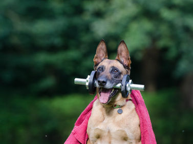 Fitness Humor-Ten Funny Fitness Quotes