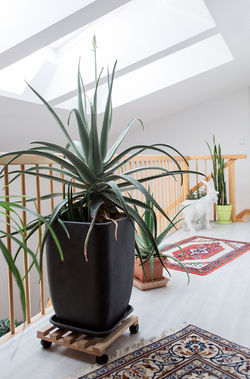 Meerbusch | Düsseldorf