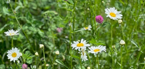 Wildflowers