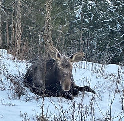 Moose
