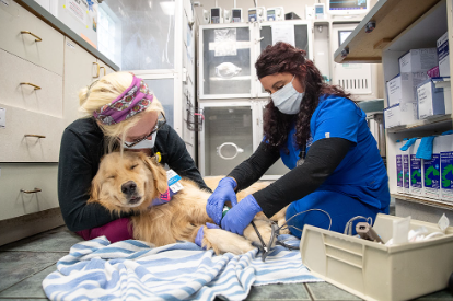 The Impact of Canine Blood Donation and Club Updates