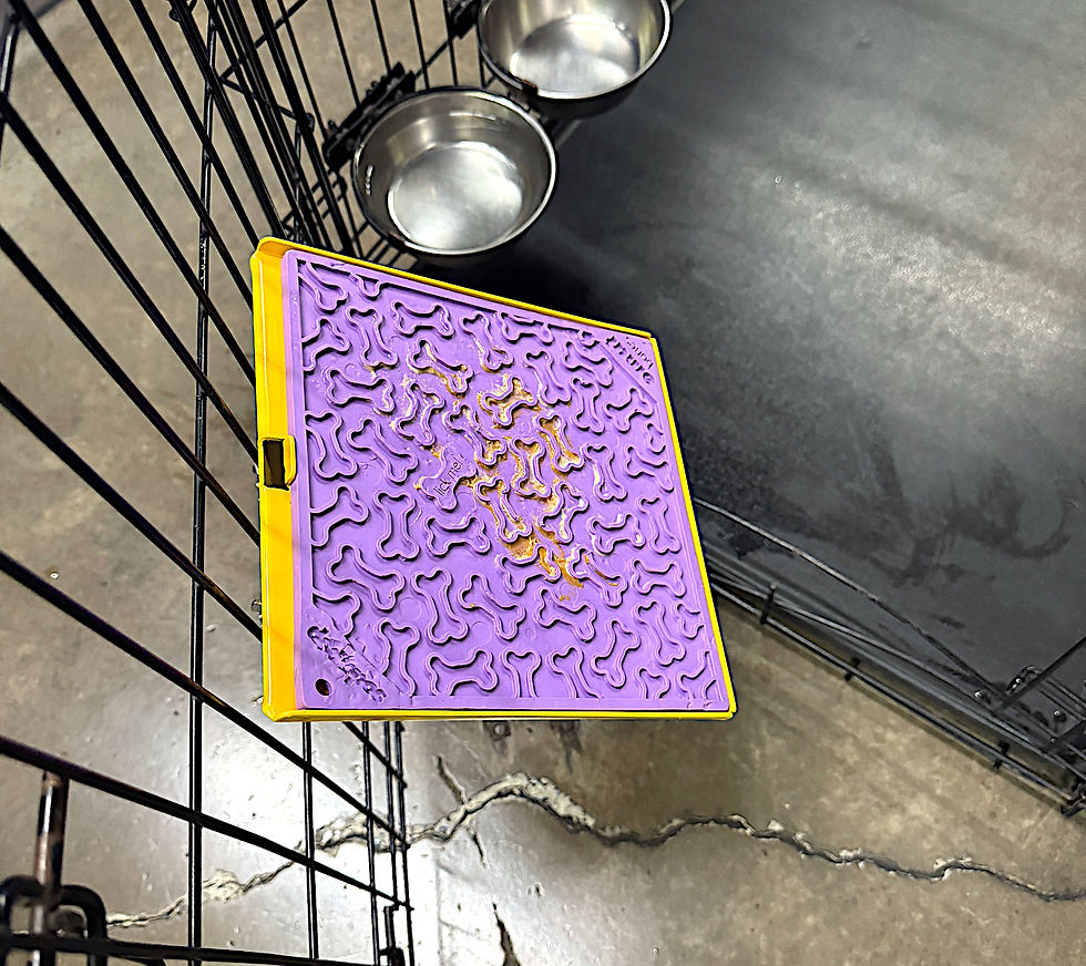 daff_yell_purp_bone2