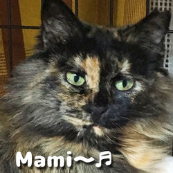 mami001