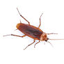 ANTS