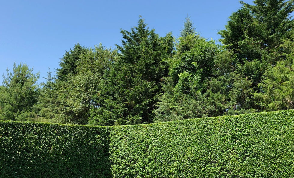 HLA-Pruning-&-Trimming-05