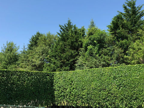 www.hlalandscaping.com HLA Landscaping Inc. - pruning & trimming and other amazing services.