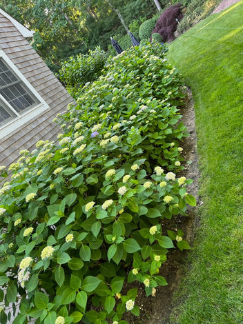 www.hlalandscaping.com HLA Landscaping Inc. - pruning & trimming and other amazing services.