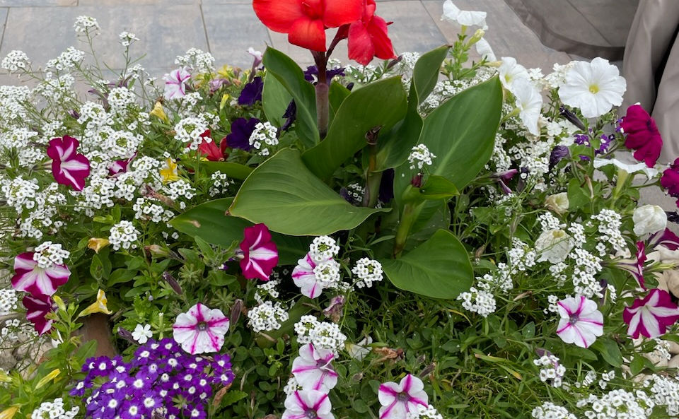 HLA-Planting-&-Transplanting-11