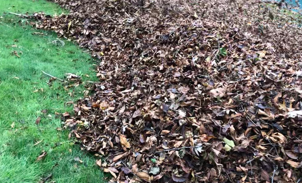HLA-Seasonal-Cleanup-&-Removal-12.jpeg