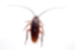 cockroach.jpeg