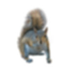 squirrel.jpeg