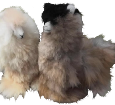 Plush Alpacas Handmade in Puru in Natural Colors
