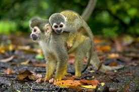 images (4)
