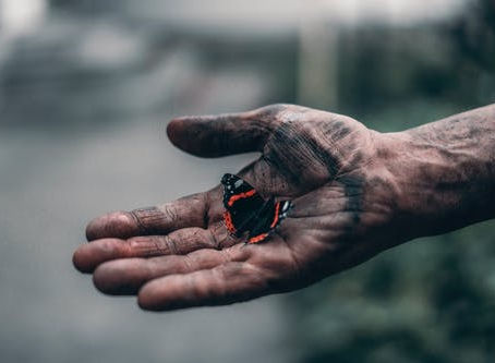 Embrace The Butterflies