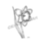Thumbnail: Daffodil