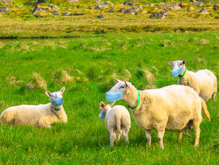 Seeking Herd Immunity for Our Relationship Pandemic