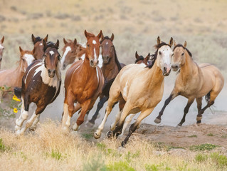 NBA, AOC, Gen Y: Leaders -- Facing the Stakeholder Stampede