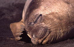 Elephant seal