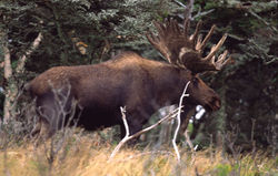 Moose