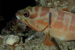 Sixblotc hind & cleaner fish