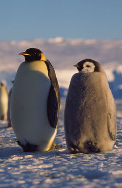 Emperor penguin
