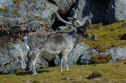 Svalbard reindeer