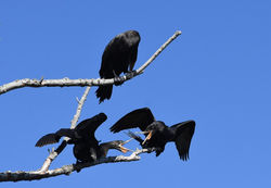 Neotropical cormorant