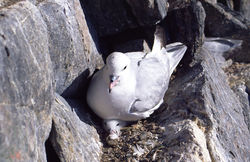Southern fulmar