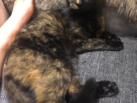 #COVID19 Cat Lady Chronicles, Day 43? Day 44?
