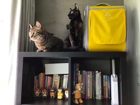 #COVIDCatLady, Day 84
