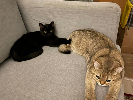 #CovidCatLady Day 913