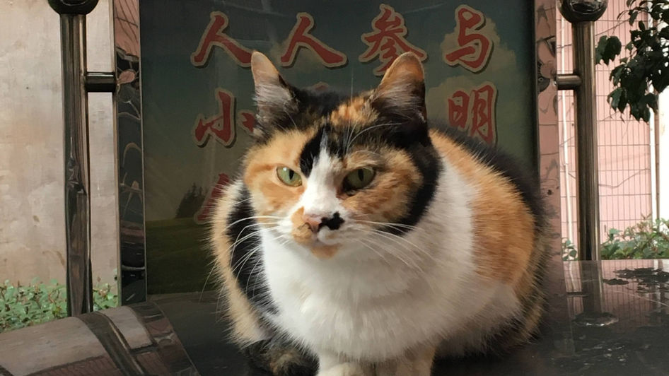 #COVIDCatLady, Day 15