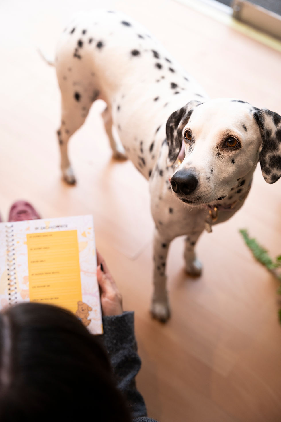 Miniatura: Set My Pet Journal Perro