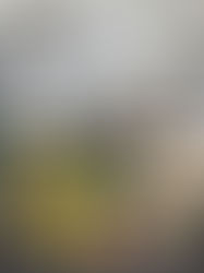 Wyrd Wynner “Robin Hummingbird”