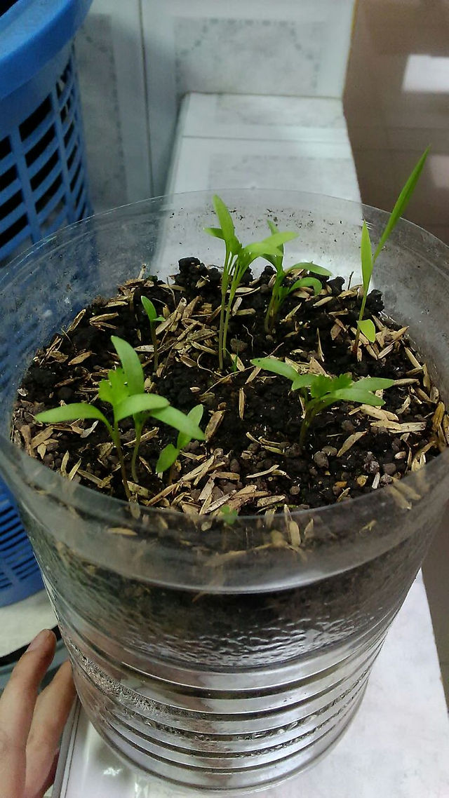 Cilantro germinado