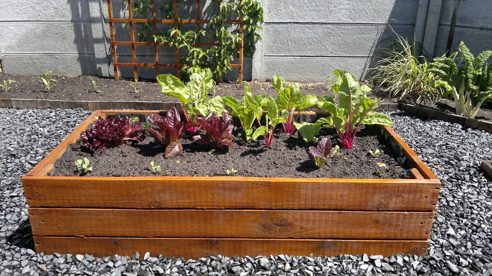 Raised Veggie Beds