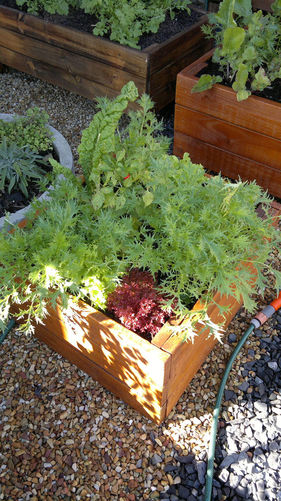 Veggie Planter