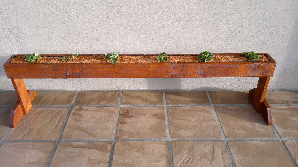Strawberry Planters