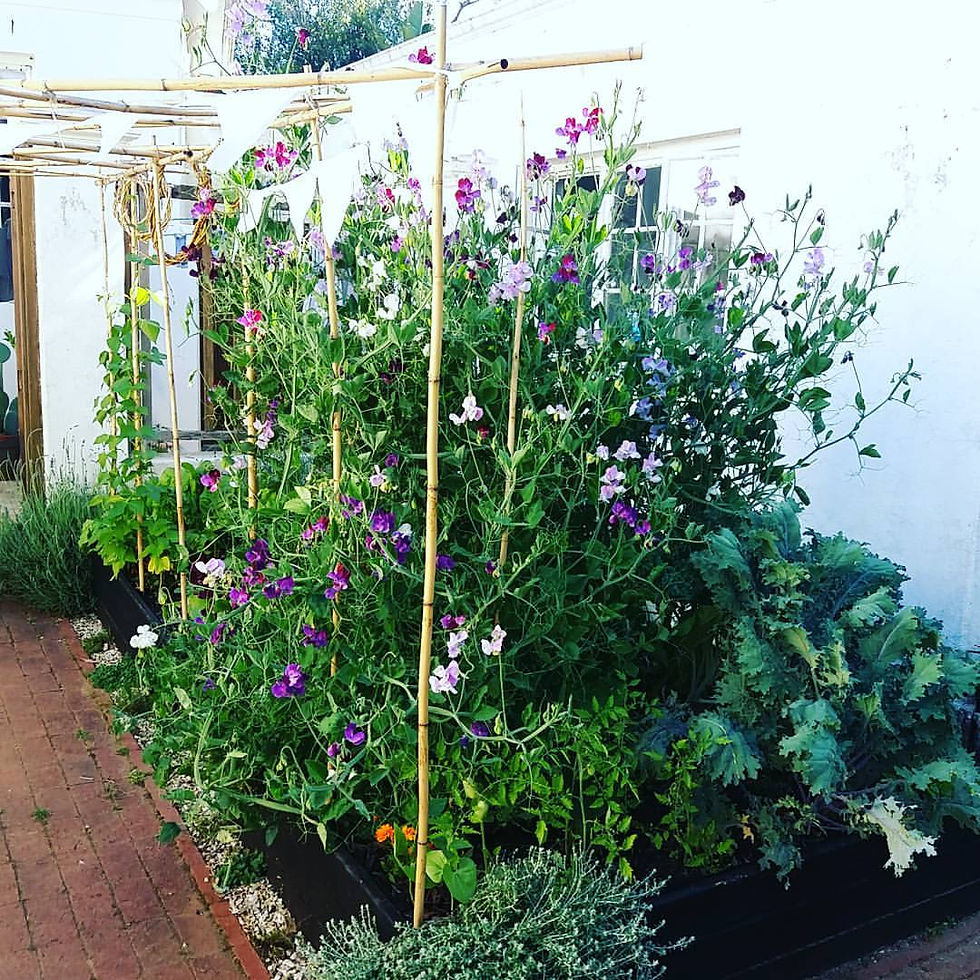 Raised Veggie Beds