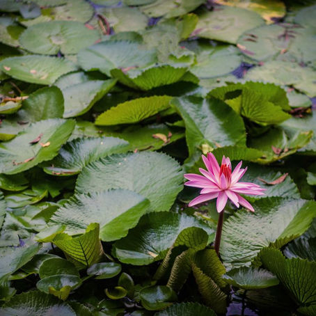 Going inside, I find the present moment. Going inside, I am home.