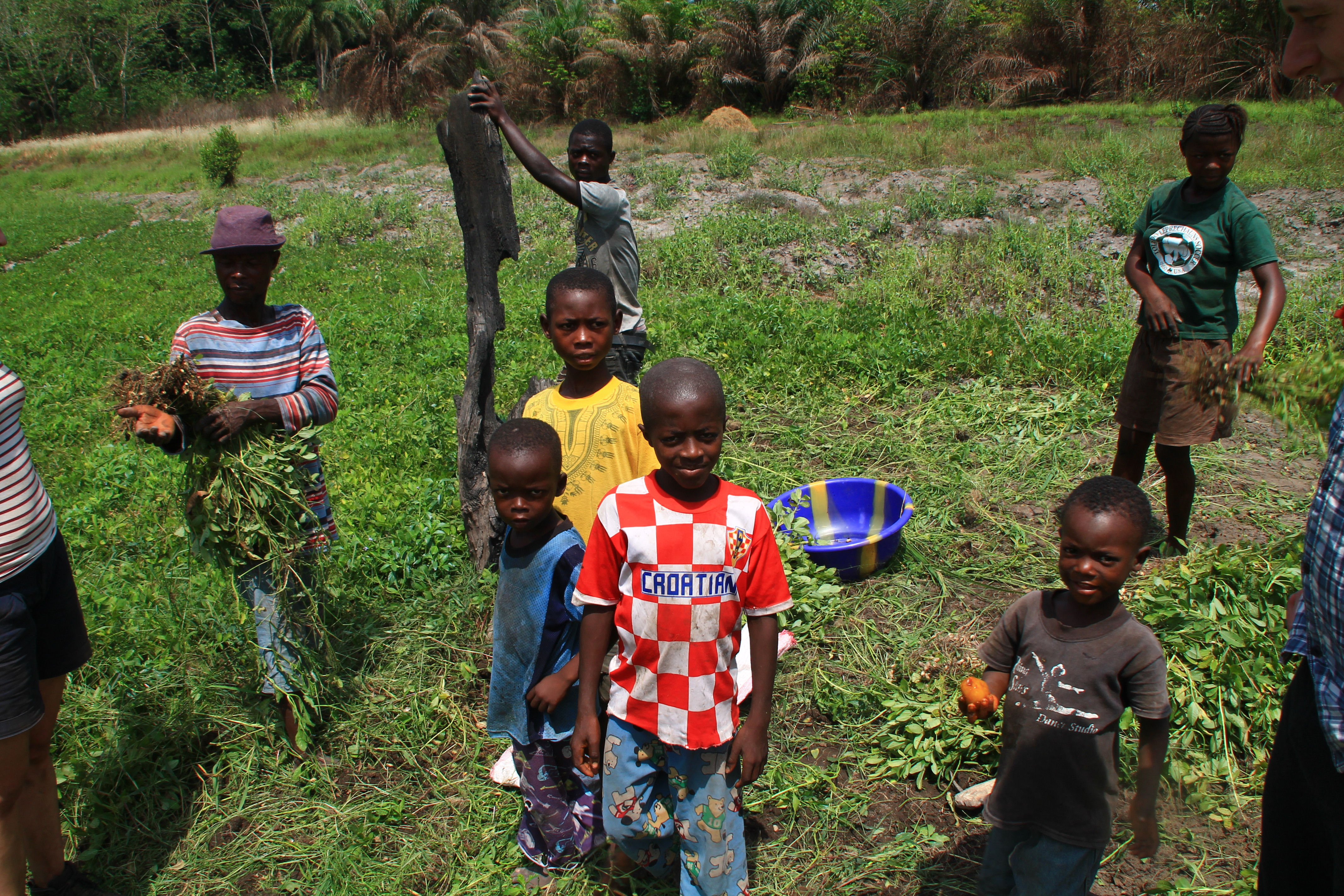 Ein Beet voller Erdnüsse!