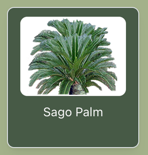 Sago Palm