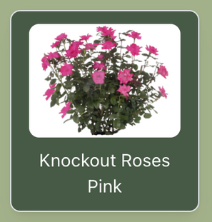 Knockout Roses Pink