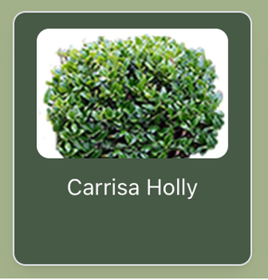 Carrisa Holly