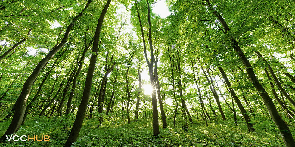 Green Forest