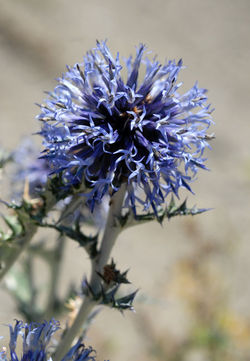 echinops_2.jpg