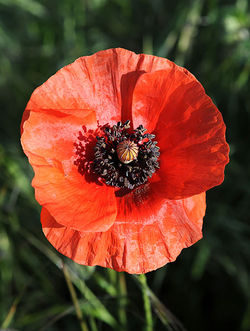 coquelicot_7_002.jpg
